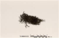 藏品(綠樹髮)的圖片